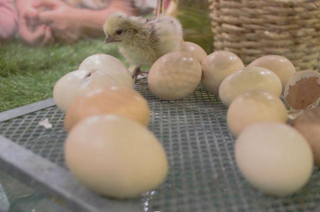 Chick hatching