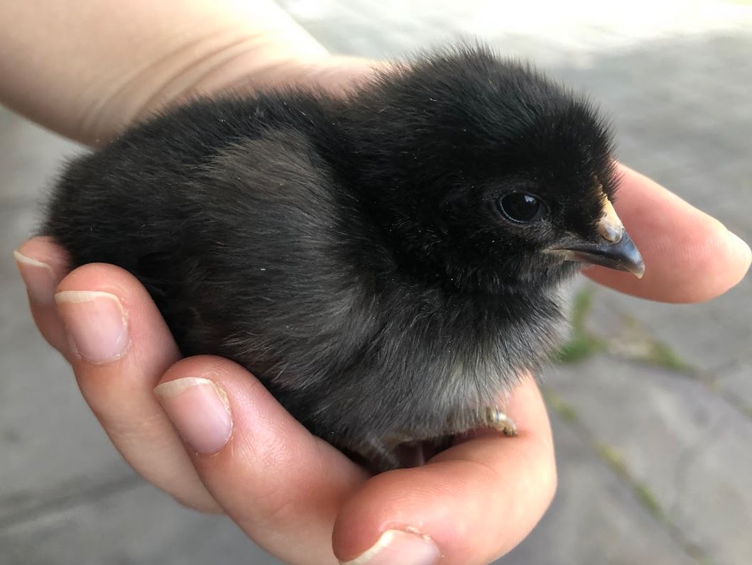 little black chick in hand